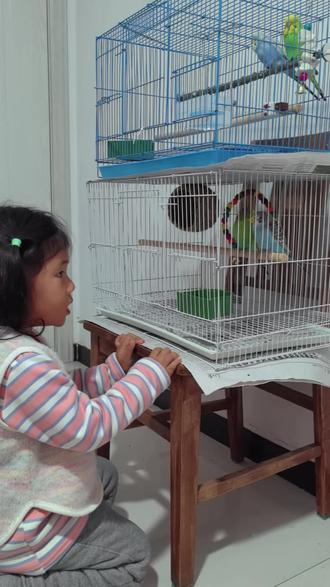 两只不够,得买两对儿虎皮鹦鹉陪她玩#虎皮鹦鹉