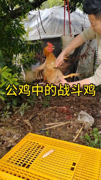 每天不是在杀鸡,就是在杀鸡的路上#公鸡中的战斗机 #杀鸡 #创业新农人#新鲜宰杀的鸡