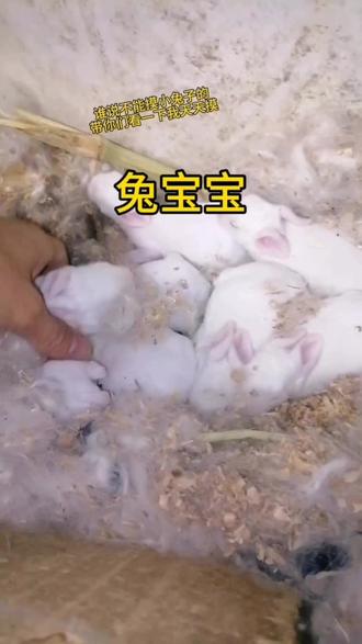 #兔宝宝 #兔子 谁说不可以摸小兔子的,到底可不可以摸,带你们看一下我天天都摸,番禺小兔子沙湾大桥清河市场大刀沙