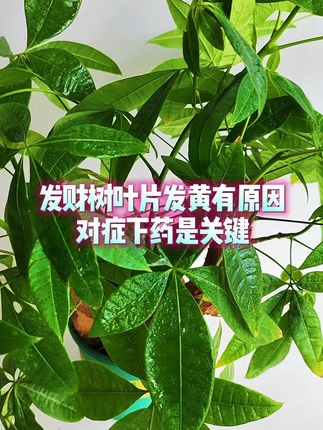 发财树叶片发黄有原因,对症下药是关键