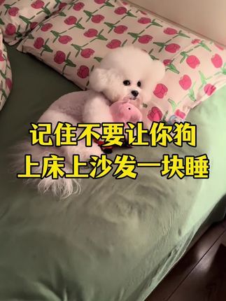 记住不要让你的狗上床上沙发,更不要亲密搂抱接触#养宠进阶指南 #新手养狗 #狗狗除螨 #除螨喷雾 #除螨