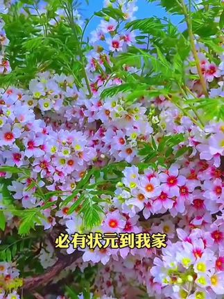 #文冠花苗#文冠花