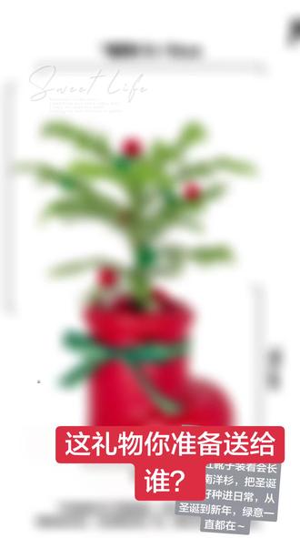 圣诞节礼物开始预送了#绿植盆栽