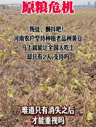 老祖宗留下来的老品种才是健康粮 #老品种黄豆 #把老祖宗留下来的东西继续发挥作用 #把家乡的味道分享给大家