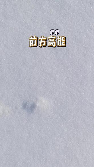 好像有只小耗子#雪#热门#老鼠 #雪地里撒欢