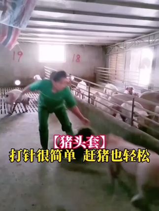加厚帆布猪头套 打针、赶猪、用【猪头套】套着头轻松搞定#猪头套 #猪头套袋 #打针神器 #赶猪神器