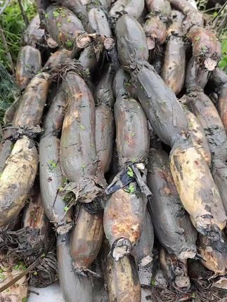 #洪湖莲藕 秋冬季节适合煲汤的粉藕发货,煲汤后粉面拉丝,汤汁鲜美。#美食 #莲藕 #洪湖煲汤粉藕 #粉藕