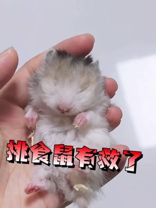 爱挑食的鼠鼠一定要试试这款仓鼠烘培粮#新手养宠 #仓鼠喂养攻略 #科学养宠 #小仓鼠