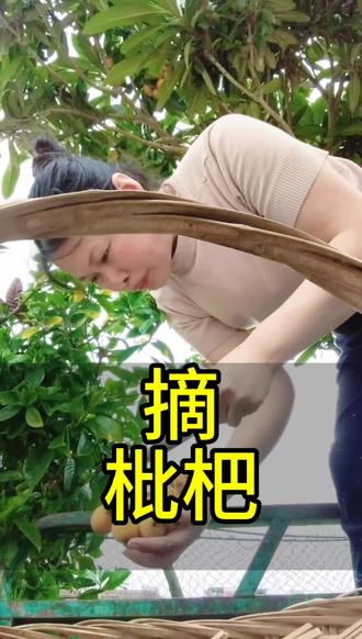这个枇杷甜多一点,酸少一点好吃 #爬树摘果的快乐
