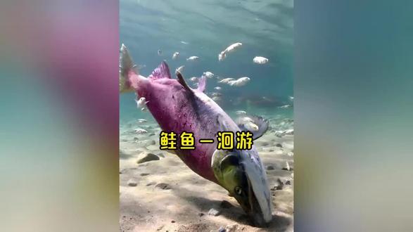 鲑鱼一次洄游就是一个轮回
