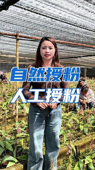 #毛慈菇 自然授粉和人工授粉的区别在哪?#中药材种植基地 #三农种植