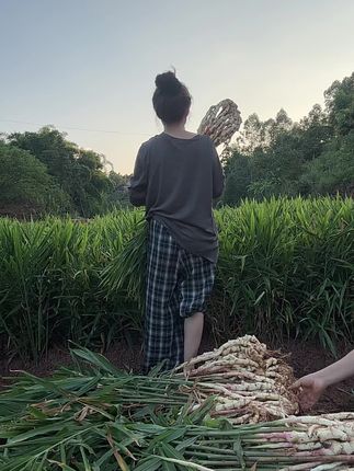 这首歌好听呢!就像我的姜一样美丽 无筋无丝竹根姜、小黄车可以购买#嫩姜 #原产地