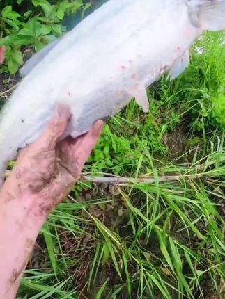 最近火爆路亚圈的涡流卷尾,尾部设计了扰流孔让泳姿启动速度更快扰流加大#涡流卷尾 #路亚卷尾 #路亚软饵 #路亚翘嘴 #路亚鳜鱼