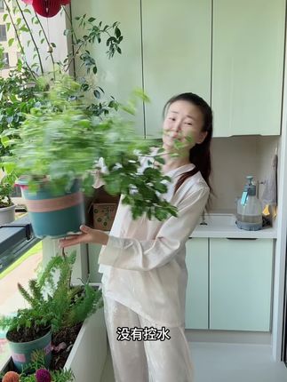 三角梅催花不要再去控水撸叶了,一个不小心就给搞成了光杆,赶紧试试这个方法#养花小知识 #养花人 #花卉绿植 #三角梅#养花人的乐趣