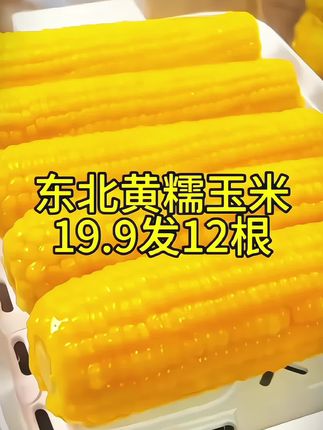 19块9到手12根,而且还都是大棒🌽 #粗粮 #软糯香甜 #糯玉米 #快来一起尝个鲜 #解馋