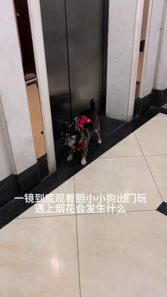 虽然但是真的又可怜又好笑 #胆小小狗 #猛兽