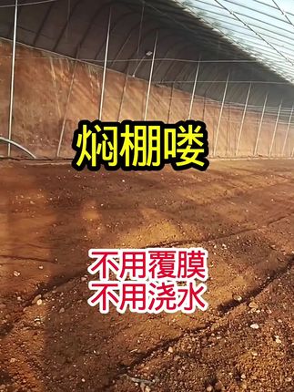 焖棚不用覆膜#草莓育苗 #蓟马 #红蜘蛛 #丹东草莓 #西红柿