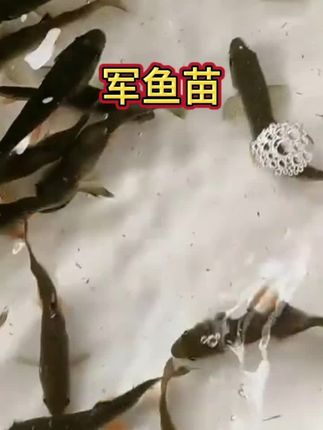 军鱼也叫娟鱼,原生鱼,味道独特,所以有"淡水鱼王"之称#军鱼 #鱼苗 #水产养殖 #水产人 #三农