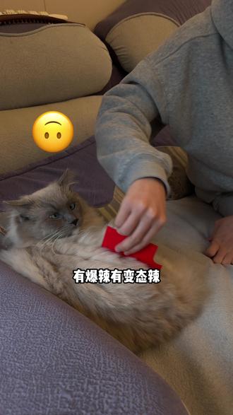 吃猫猫牌霉豆腐吗#霉豆腐