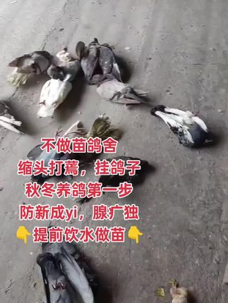 #信鸽赛鸽 #新疆翻翻鸽#元宝鸽观赏鸽