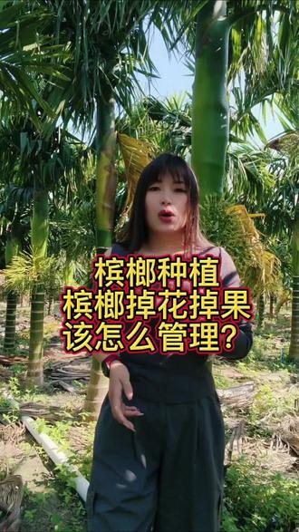 槟榔掉花掉果怎么管理#槟榔种植#槟榔管理#助农