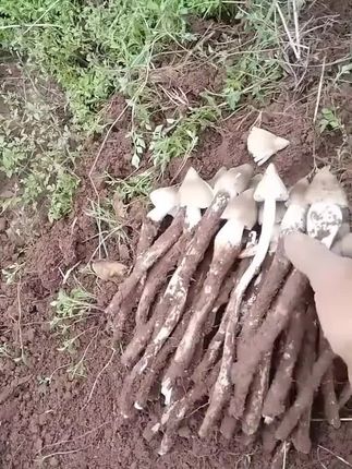阳台花园山坡都可以种植