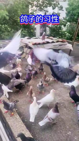 鸽子的习性#鸽子#养鸽子#鸽子养殖#养鸽人