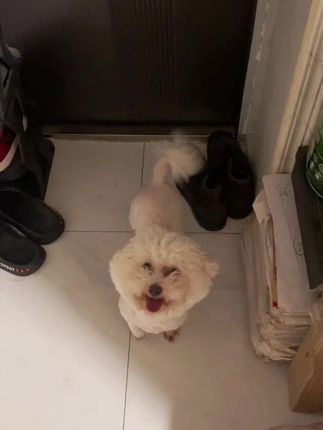 出门溜溜前的碎碎念,谁能给翻译翻译 #萌宠 #毛孩子的日常 #不养狗不知道养狗的乐趣 #萌宠日常记录小可爱 #狗狗