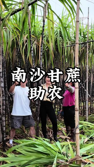 南沙甘蔗滞销,没曾想过一块钱一根居然也卖不出去。尽自己的一份力能帮多少是多少#南沙#詹詹茶叶#甘蔗滞销#农民