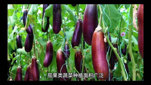 茄果类蔬菜黄萎病发生条件及防治措施