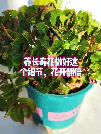 养长寿花做好这个细节,花开翻倍