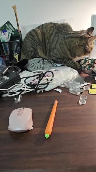 萝卜,米老鼠。邱:我xin思都妹有啊指啥#帮忙看一下这猫正经不 #萝卜米老鼠 #聪明的孩子 #狸花猫 #小脑斧