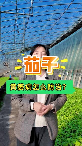 防治茄子黄萎病的有效成分 #茄子黄萎病用哪些药剂进行防治有效 #蔬菜病虫害防治技术 #茄子黄萎病 #植保 #嫁接茄子苗