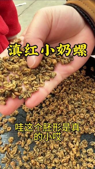 高端滇红蜜香小奶螺,全芽尖卷曲成螺,蜜香蜜甜#滇红奶螺 #茶叶