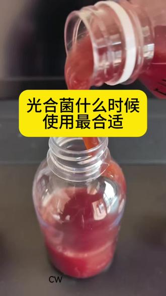 光合菌什么时候用最合适?你知道怎么搭配最好吗?#对虾养殖 #鱼虾蟹养殖 #6号硝化细菌 #光合菌的作用 #光合菌原液