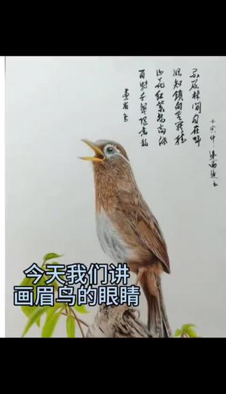 #画眉鸟#画眉鸟眼水#养鸟经验分享