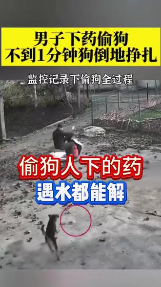 偷狗人下的药,遇水都能解 #养狗经验分享 #养宠进阶指南 #科学养宠攻略 #狗狗小知识 #养狗要注意安全