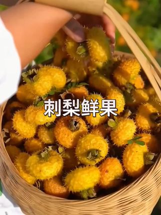 贵州特产刺梨鲜果可泡酒泡水产地现摘新鲜金刺梨#刺梨鲜果#刺梨 #新鲜采摘 #野生刺梨 #大山里的味道