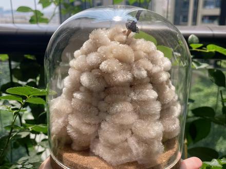 异木棉之小绵羊 #异木棉 #种子 #手工 #教程 #神奇的大自然
近正是做异木棉小绵羊的好时候‼️
路边的异木棉都结满果子了,随手捡捡就能做超可爱的天然小摆件,手把手教你们,一看就会✨
✅选材步骤(4-5月最佳)
找树上偏大的果子,选青褐色、微微变棕的那种,别摘完全干透的
用手摁一下果子顶部,能轻松自动裂开,就是成熟度刚好的,直接摘下来
✅取棉絮
顺着裂开的口子轻轻掰开,把里面的棉絮整块取出来
不用撕散,保留果子原本的形状,自带绵羊圆润的身子超省事
✅暴晒定型(关键!)
把取好的棉絮果放太阳下暴晒,⚠️一定要避开大风天
风一吹棉絮全散飞,就没法做造型了
晒到整个果子变轻飘飘,棉絮自然蓬松炸开,像小绵羊的绒毛就停手
✅定形收尾
蓬松好之后,给整个棉絮喷一层发胶
锁住形状,不会再继续炸开变形
最后找个大小合适的玻璃罐,把它放进去晾干,就完成啦✅
圆滚滚毛茸茸的,放在桌上超治愈,完全是大自然送的小绵羊🐑
不用粘不用剪,手残党也能轻松做,快出门捡果子试试!