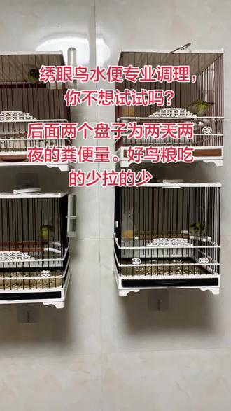 #绣眼鸟 #手养鸟日常 #绣眼鸟水便