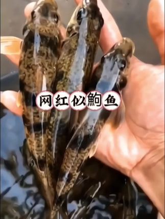 原生缸宝藏!这“自动清洁工”鱼也太会了   谁还在为鱼缸底沙脏烦恼?赶紧看看似鮈鱼,简直是原生缸的隐藏彩蛋!银灰色的小身子细长灵动,阳光照进来时鳞片泛着淡淡青光,尾鳍那抹浅红像藏了点胭脂,低调又耐看。   最绝的是它的“清洁技能”,堪称鱼缸里的“小挖掘机”。成天贴着缸底翻沙,把残饵、碎屑甚至小藻类都吸进嘴里,过滤完沙子再从鳃里吐出来,底砂里的脏东西全被带出来,水质都跟着透亮不少。   养起来还超省心,常温环境就活得自在,对水质不挑剔,喂普通沉底鱼粮就吃得欢。性格温和,和鳑鲏、麦穗鱼混养也不打架,群游时像一群小银箭穿梭在水草间,瞬间还原山野溪流的鲜活感。新手和造景党都爱惨了,随手拍都是治愈画面,难怪悄悄火出圈!#似鮈鱼#翻沙鱼 #观赏鱼推荐#神奇动物在抖音#清洁鱼