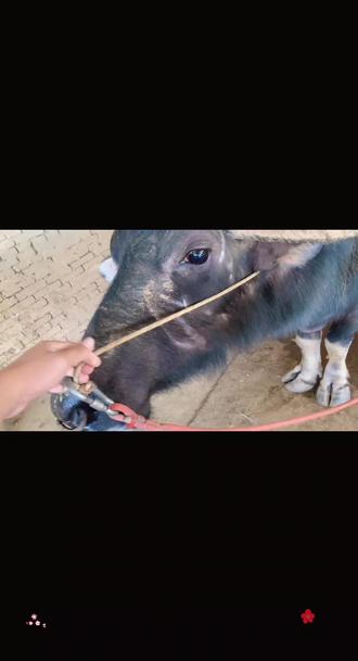 状态已恢复,直接备战春节#斗牛爱好者一路长虹 #斗牛精神弘扬斗牛文化