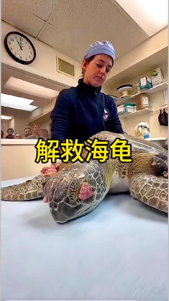 帮助百年老龟清理藤壶重归大海#藤壶#海龟