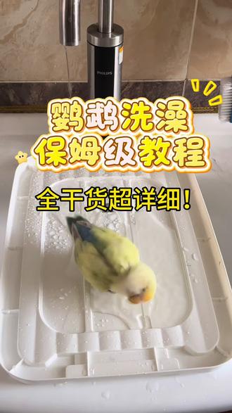 鹦鹉洗澡保姆级教程来了! #新手养鸟 #鹦鹉小白 #鹦鹉日常 #手养鹦鹉