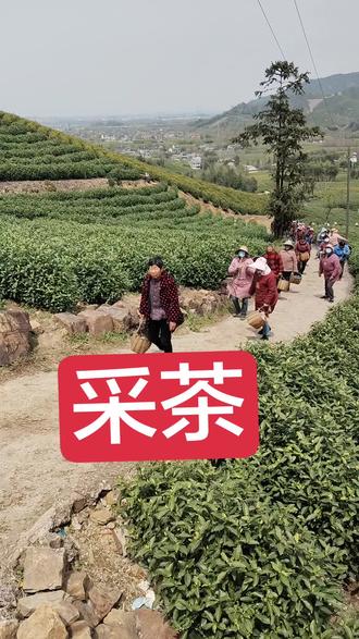 #采茶 #抖出你的家乡美景 #农村生活现实记 采茶即将开始!