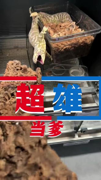 超雄当爹
全爬房最凶的巨人守宫终于也当上了爸爸,只是捡个蛋把鸡飞蛋打具象化😑#巨人守宫 #巨人守宫繁殖 #爬宠