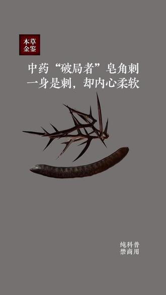 很多朋友对我们讲“带刺”的药材感兴趣,好奇它们为何能被所用。今天,就以最具代表性的 “皂角刺” 为例,揭开它 “外刚内柔” 的完整密码。看懂它,你会对中医的取象比类有更深的理解。
#皂角刺#中药材鉴别#中医智慧#冷知识#传统文化