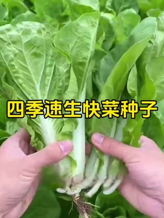 四季速生快菜种子#生长周期短#无筋无丝老少皆宜