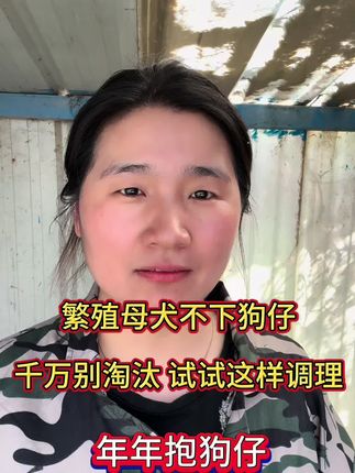 母狗不下狗仔,千万别淘汰,试试这样调理,年年抱狗仔#养狗的乐趣 #养狗的乐趣 #狗子 #养狗