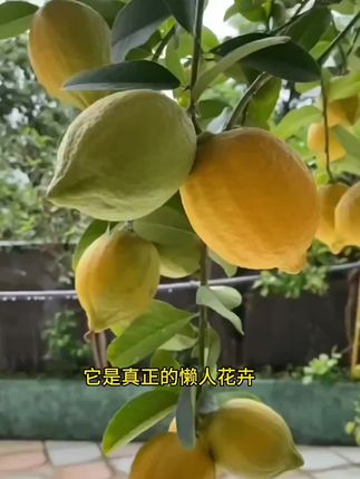 #柠檬树苗#柠檬